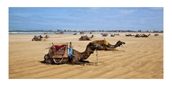 Essaouira Beach Camels Panorama Print