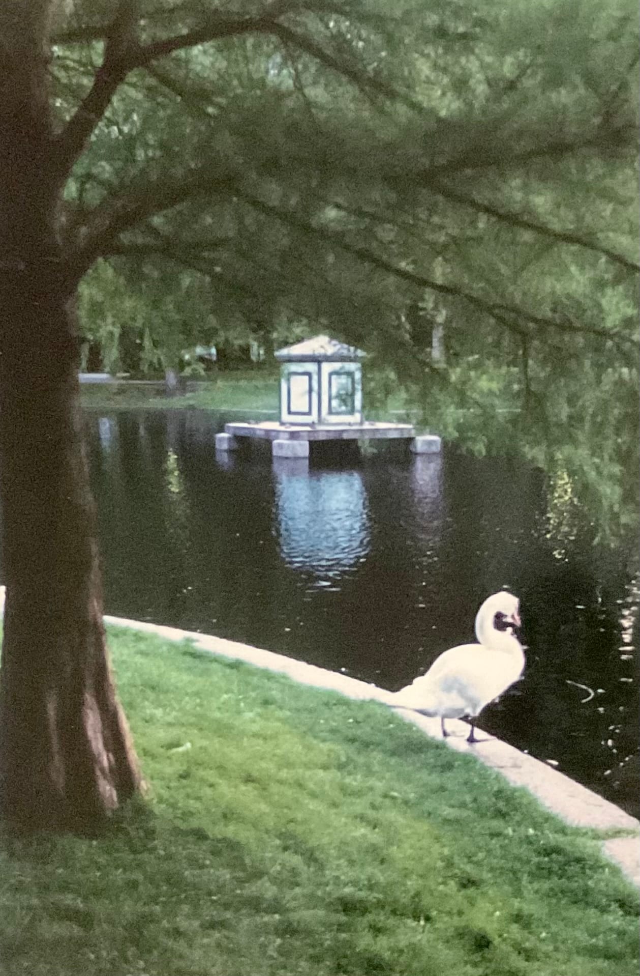 Single Swan, Boston Public Gardens. BO 207