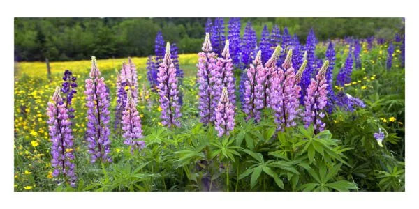 Lupines, Sugar Hill NH