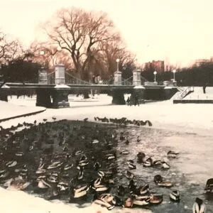 Ducks on the Pond, Boston Public Gardens. BO 272