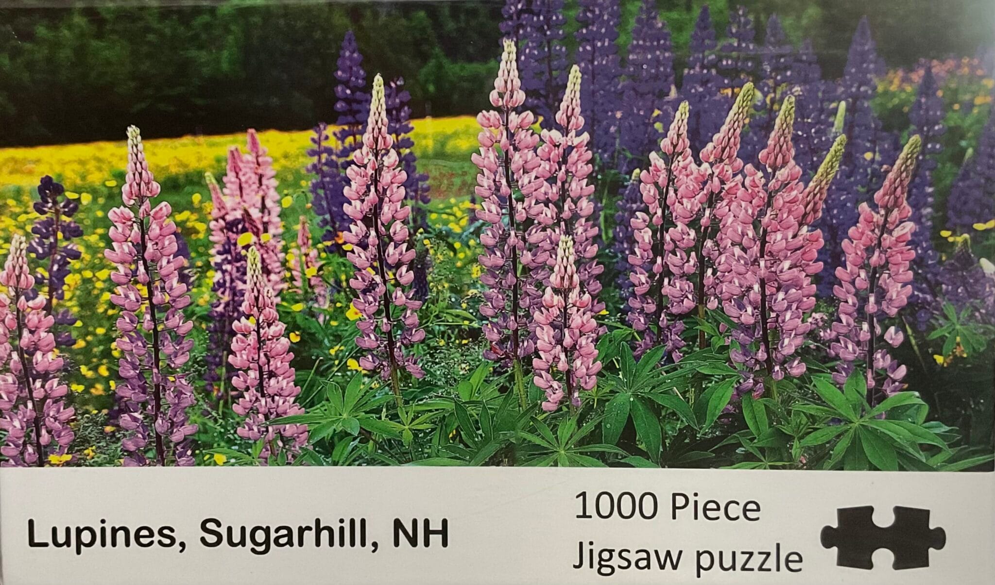 Lupines Puzzle | New England Wall Art Puzzles